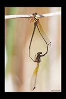 PhotoID: AusDa500. Pilbara Threadtail (Nososticta pilbara) - copula