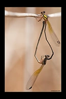 PhotoID: AusDr459. Pilbara Threadtail (Nososticta pilbara) - copula