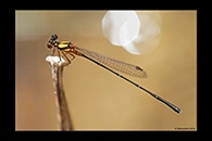 PhotoID: AusDa501. Pilbara Threadtail (Nososticta pilbara) - male