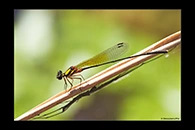 PhotoID: AusDa502. Pilbara Threadtail (Nososticta pilbara) - male