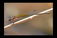 PhotoID: AusDa503. Pilbara Threadtail (Nososticta pilbara) - female
