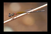 PhotoID: AusDa504. Pilbara Threadtail (Nososticta pilbara) - female