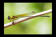 PhotoID: AusDa505. Pilbara Threadtail (Nososticta pilbara) - male