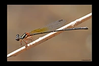 PhotoID: AusDa506. Pilbara Threadtail (Nososticta pilbara) - female