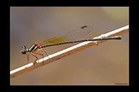 PhotoID: AusDa507. Pilbara Threadtail (Nososticta pilbara) - female