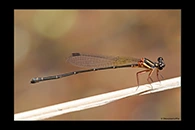 PhotoID: AusDa508. Pilbara Threadtail (Nososticta pilbara) - female