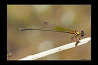 PhotoID: AusDa509. Pilbara Threadtail (Nososticta pilbara) - male
