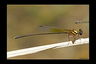 PhotoID: AusDa510. Pilbara Threadtail (Nososticta pilbara) - male