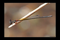 PhotoID: AusDa511. Pilbara Threadtail (Nososticta pilbara) - female