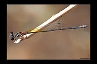 PhotoID: AusDa512. Pilbara Threadtail (Nososticta pilbara) - female
