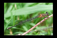 PhotoID: AusDa068. Nososticta solida - female