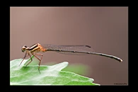PhotoID: AusDa069. Nososticta solida - male