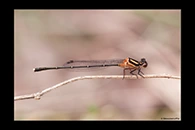 PhotoID: AusDa070. Nososticta solida - male