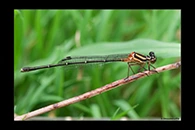 PhotoID: AusDa071. Nososticta solida - female