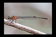 PhotoID: AusDa074. Nososticta solida - male
