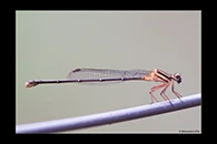 PhotoID: AusDa075. Nososticta solida - female