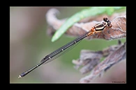 PhotoID: AusDa077. Nososticta solida - female
