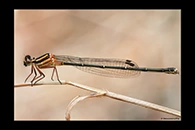 PhotoID: AusDa139. Nososticta solida - female