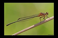 PhotoID: AusDa141. Nososticta solida - male
