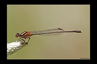 PhotoID: AusDa147. Nososticta solida - male