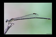 PhotoID: AusDa303. Nososticta solitaria - female