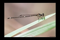 PhotoID: AusDa320. Nososticta solitaria - male