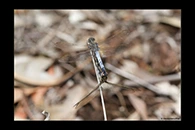 PhotoID: AusDr001. Orthetrum caledonicum - copula