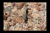 PhotoID: AusDr006. Orthetrum caledonicum - female