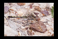 PhotoID: AusDr020. Orthetrum caledonicum - male
