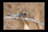 PhotoID: AusDr021. Orthetrum caledonicum - male