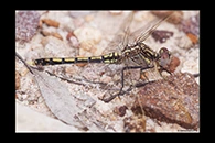 PhotoID: AusDr022. Orthetrum caledonicum - male