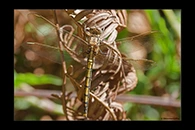 PhotoID: AusDr081. Orthetrum caledonicum - female