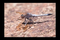 PhotoID: AusDr082. Orthetrum caledonicum - male