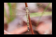 PhotoID: AusDr122. Orthetrum caledonicum - female