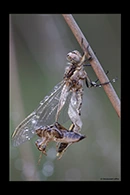 PhotoID: AusDr124. Orthetrum caledonicum - female