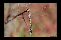 PhotoID: AusDr185. Orthetrum caledonicum - male