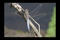 PhotoID: AusDr211. Orthetrum caledonicum - male