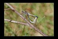 PhotoID: AusDr214. Orthetrum caledonicum - copula