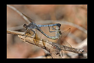 PhotoID: AusDr215. Orthetrum caledonicum - copula