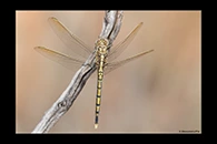 PhotoID: AusDr234. Orthetrum caledonicum - male