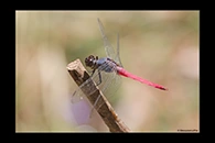 PhotoID: AusDr393. Rosy Skimmer (Orthetrum migratum) - male