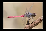 PhotoID: AusDr394. Rosy Skimmer (Orthetrum migratum) - male
