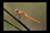PhotoID: AusDr453. Rosy Skimmer (Orthetrum migratum) - female