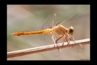 PhotoID: AusDr456. Rosy Skimmer (Orthetrum migratum) - female