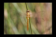 PhotoID: AusDr458. Rosy Skimmer (Orthetrum migratum) - female