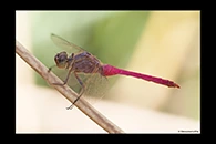 PhotoID: AusDr466. Rosy Skimmer (Orthetrum migratum) - male