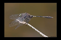 PhotoID: AusDr638. Slender Skimmer (Orthetrum sabina) - male
