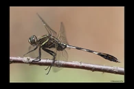 PhotoID: AusDr641. Slender Skimmer (Orthetrum sabina) - male