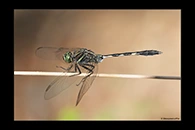 PhotoID: AusDr643. Slender Skimmer (Orthetrum sabina) - male