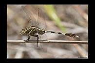 PhotoID: AusDr644. Slender Skimmer (Orthetrum sabina) - female